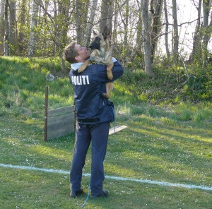 Malinois politihund