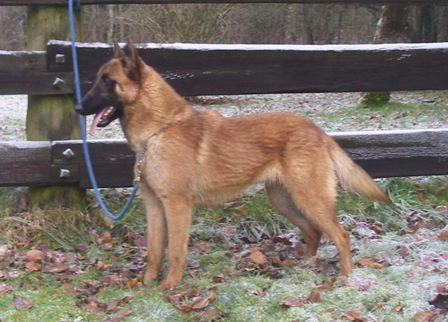 Malinois
