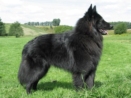 Groenendael
